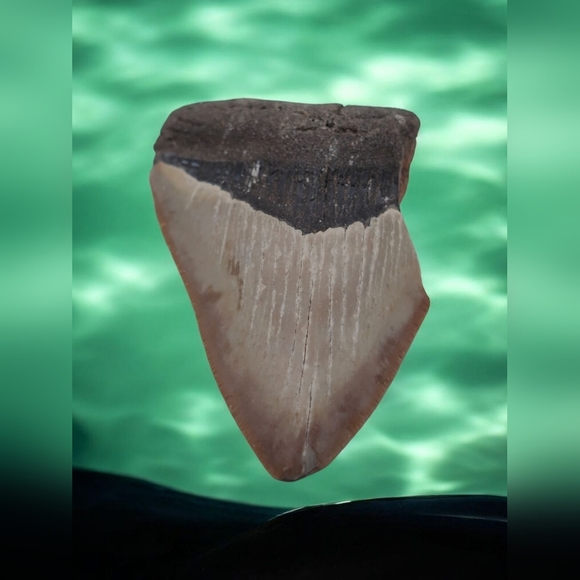 Real Otodus Megalodon Fossilized Shark Tooth 3 In Beautiful Colors - Picture 1 of 11
